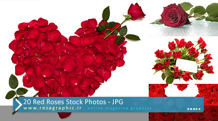  20 تصاویر استوک گل سرخ | رضاگرافیک